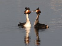 Die hofmakery9 : frieda